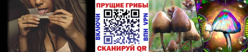 Псилоцибиновые грибы мицелий Барнаул